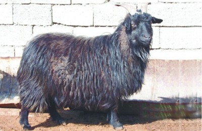 中国牙山黑绒山羊——供应辽宁优质的牙山黑绒山羊