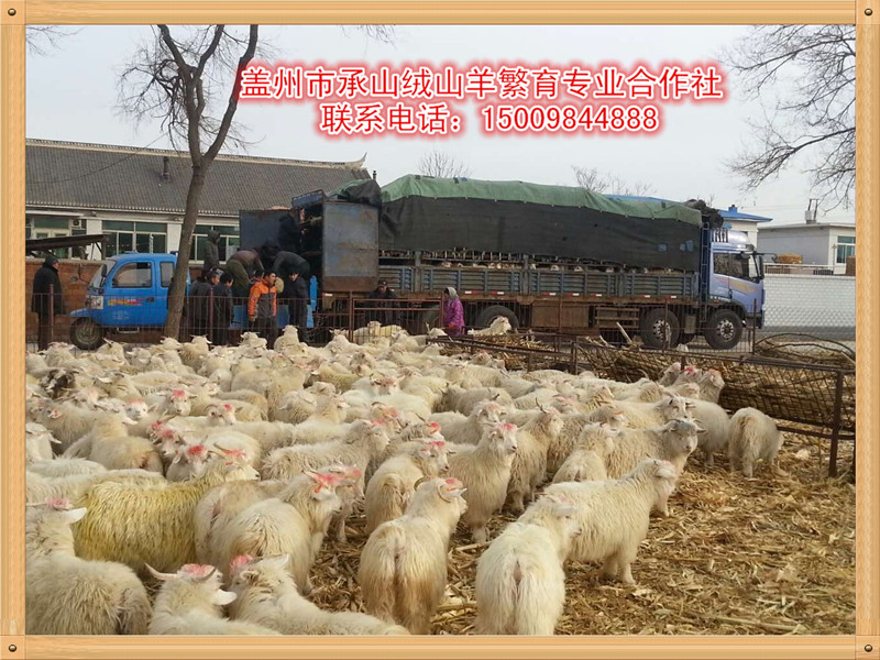 口碑好的辽宁绒山羊母羔供应商就在营口：辽宁绒山羊母羔批发价格哪里有