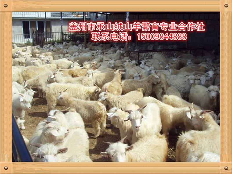 辽宁绒山羊公羔批发价格—盖州承山养殖场