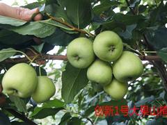 供应桂林yz的梨型山楂苗：山楂果种植