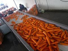 胡萝卜清洗机价格 质量好的胡萝卜清洗机哪里有卖