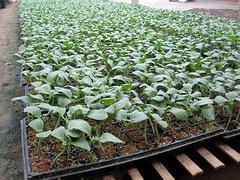 黄瓜育苗基质批发——高质量的黄瓜育苗基质推荐