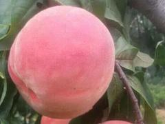 口碑好的映霜红桃苗优选国兴瓜果蔬菜 易种植的映霜红桃树苗