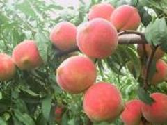 口碑好的映霜红桃苗优选国兴瓜果蔬菜 易种植的映霜红桃树苗