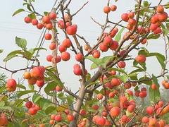 西府海棠供应|供应山东有品质的济宁冬红果