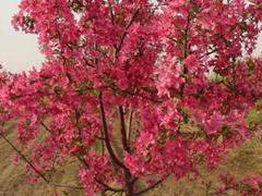 曲阜美国红枫|想要成活率高的高原之火海棠就来海通苗木
