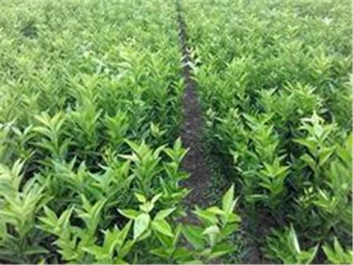 桂林优质沃柑苗供应|达州桂林沃柑苗