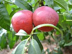 产量高的美佳桃苗|山东知名的果树苗基地是哪家