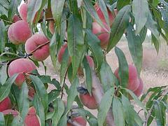 产量高的美佳桃苗|山东知名的果树苗基地是哪家