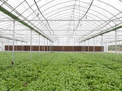 有口碑的蔬菜温室大棚首要选择轩农温室园艺_蔬菜温室大棚建设