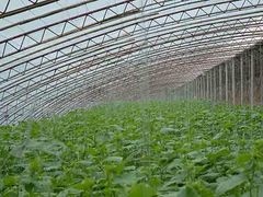 蔬菜温室大棚建造：上哪找有信誉的蔬菜温室大棚