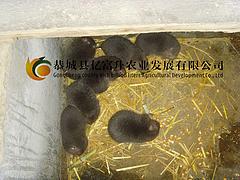 桂林超值的商品竹鼠·厂家直销——商品肉竹鼠收购