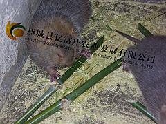 竹鼠图片，桂林口碑好的桂林竹鼠哪家好