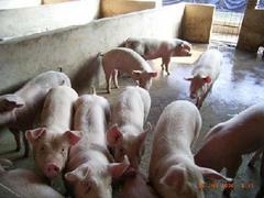 大同高性价誉隆牛羊养殖—猪·厂家直销：价格合理的猪养殖