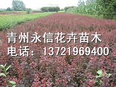 品种好的红叶小檗出售|紫叶小檗