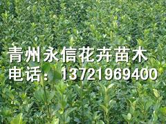 品种好的大叶黄杨价格怎么样，青州大叶黄杨产地