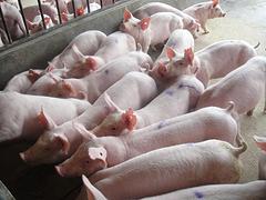 猪、种猪、母猪、猪仔、商品猪、养猪咨询价位——供应河南报价合理的猪