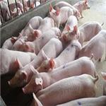 新乡优惠的猪供应|卫辉猪、种猪、母猪、猪仔、商品猪、养猪咨询