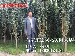 重庆绚丽海棠苗，河北优质绚丽海棠苗批发