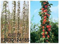 供应河北好种植的苹果苗：苹果苗培育