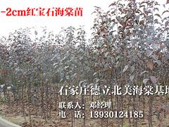 红宝石海棠苗专业供应商，贵州红宝石海棠苗