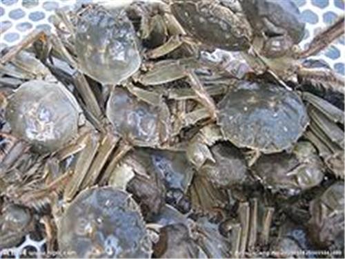 爆销螃蟹，新发市场东海渔行供应价格合理的螃蟹