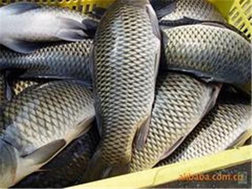 新发市场东海渔行供应优良的草鱼，大同草鱼