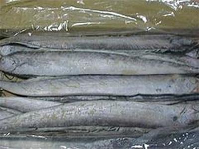 专业的带鱼提供商，当属新发市场东海渔行 好的带鱼