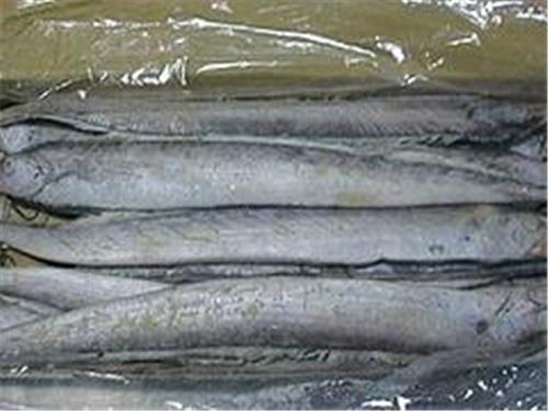 价格实惠的带鱼就在新发市场东海渔行，实惠的带鱼