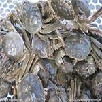 南郊螃蟹|优惠的螃蟹新发市场东海渔行供应