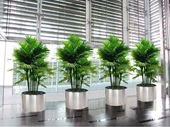 具有口碑的花木摆设绿化工程公司推荐_优惠的绿宝树