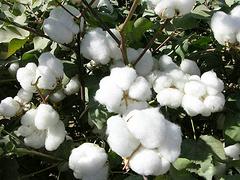 新疆棉花批发商——要买好用的新疆棉花，就到苏拉尔纺织品