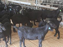 南宁黑山羊养殖 努比亚黑山羊大量供应
