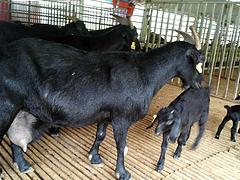 广西扶绥广羊农牧出售合格的广西努比亚黑山羊_百色种羊