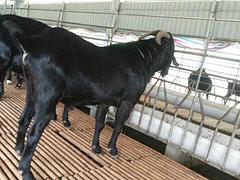 出色的广西努比亚黑山羊供应商就在崇左 黑山羊价位