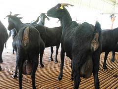 桂林黑山羊 崇左口碑好的努比亚黑山羊价格