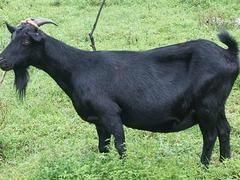 厂家直销广西努比亚黑山羊，哪里有卖 南宁yz的努比亚黑山羊