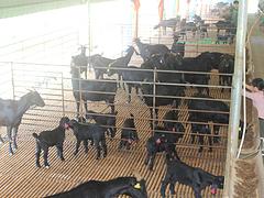 广西努比亚黑山羊批发，优质黑山羊上哪买