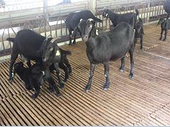 黑山羊养殖|哪里有提供价格合理的广西努比亚黑山羊