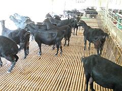 广西规模大的广西努比亚黑山羊生产基地_玉林努比亚山羊