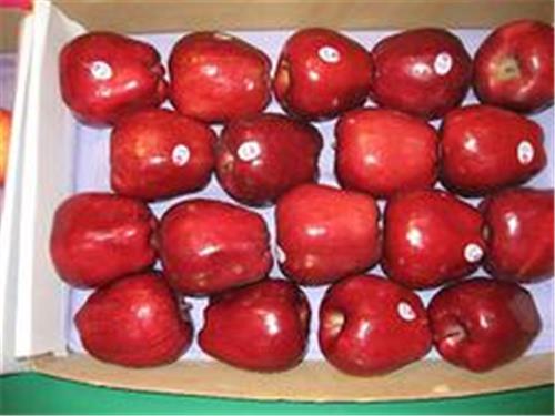 苹果草莓柠檬荔枝代理 报价合理的苹果推荐