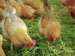 福州土产品，物超所值的月子鸡供应尽在海尊公司