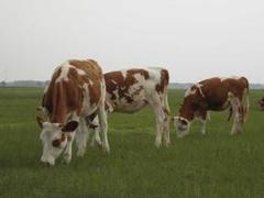 海军肉牛养殖出售具有口碑的西门塔尔肉牛养殖基地|安徽西门塔尔肉牛