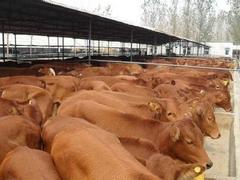 海军肉牛养殖销量好的鲁西黄牛出售|陕西鲁西黄牛