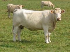 夏洛莱肉牛_市场上yz的夏洛莱肉牛在哪里可以找到