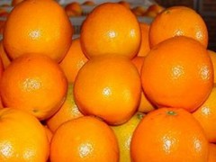 成都好生活公司-知名的雷波脐橙公司_成都雷波脐橙预订