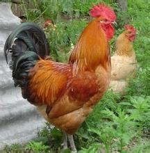 【双吉养殖场】黑山青年鸡厂家