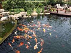 西湖庭院鱼池设计，【供销】浙江耐用的庭院鱼池