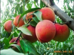 潍坊地区哪里有卖优惠的鲜桃，滨州鲜桃