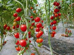 买西红柿种子就到圣美金晶农膜_供应蔬菜种子